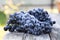 Red wine grapes. dark grapes, blue grapes, wine grapes in a bask