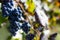 Red Wine Grapes - Small Wineyard