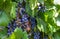 Red wine grapes on a vine in a vineyard in Mendoza on a sunny day,