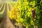 Red wine grapes in the vineyard