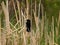 A Red Wing Black Bird balancing on dead grass