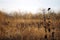 Red wing black bird perched on a tall prairie plant