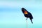 Red wing Black bird on reed with blue sky