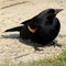 Red wing blackbird