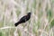 Red winged black bird