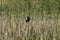 Red Winged Black Bird Landed On Grass Reed