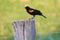 Red-winged Blackbird