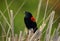 Red Winged Blackbird