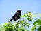 Red-winged Blackbird