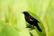 Red-winged Blackbird