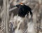 Red-Winged Blackbird