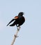 Red-winged Blackbird