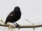 Red-Winged Blackbird (Agelaius phoeniceus)