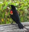 Red-winged Blackbird (Agelaius phoeniceus)