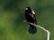 Red Winged Blackbird - Agelaius phoeniceus