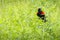 Red-winged blackbird - Agelaius phoeniceus