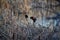 Red winged blackbird Agelaius phoeniceus close up in the wild in Colorado is a passerine bird of the family Icteridae found in m