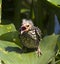 Red-winged Blackbird, baby