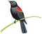 red winged blackbird bird vector illustration transparent background