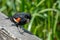 Red-winged blackbird bringing the food to the nest.