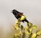 Red-winged Blackbird on bush