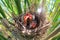 Red-winged blackbird chicks