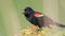 Red-winged blackbird closeup portrait - perched and calling / communicating in the Minnesota Valley Wildlife Refuge