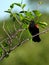 Red-winged Blackbird eating a worm