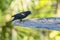 Red-winged Blackbird On A Feeder