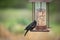 Red-winged Blackbird feeding