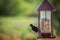 Red-winged Blackbird feeding