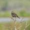 Red-winged Blackbird, female.