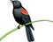 Red Winged Blackbird Illustration