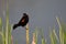 Red-Winged Blackbird , LOOKING FOR HIS SOLEMATE