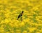 Red-winged Blackbird lost in a field of yellow wildflowers