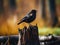 Red winged blackbird  Made With Generative AI illustration