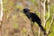 Red-winged Blackbird Male