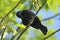 Red-winged Blackbird Male