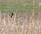 Red-Winged Blackbird Male In Cattails