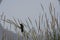 Red Winged Blackbird in Marsh Grass Digital Art