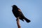 Red Winged Blackbird perched against blue sky