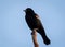 Red Winged Blackbird perched against blue sky