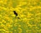 Red-winged blackbird perched in a field of butter weed
