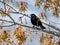 Red-Winged Blackbird Perched on a Maple Tree Branch