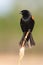 Red-winged blackbird perched on a thin branch in a grassy area