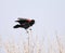 Red-winged blackbird perched on twigs calling with beak open and