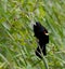 Red-winged blackbird, plants in background