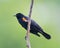 Red-winged Blackbird profile