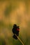 Red Winged Blackbird Singing