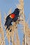 Red Winged Blackbird Singing